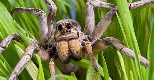 Entre as aranhas venenosas existentes no brasil, devemos destacar a elevada ocorrência do gênero loxosceles (heinecken e lowe, 1832), com as espécies l. As 4 Aranhas Mais Venenosas Do Brasil Descubra Quais Sao