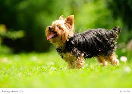 The shih tzu yorkie mix (also known as the shorki, shorkie, yorkie tzu, shorkie tzu) is not a purebred dog. Yorkshire Terrier Steckbrief Fci Klasse Wesen Mehr Haustiermagazin