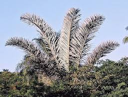 Image result for Raphia gentiliana