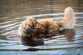 Can Golden Retrievers Swim Here S Why They Love Water
