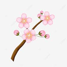 Lukisan bunga dari milieart yogyakarta, menyediakan bermacam lukisan bunga untuk penghias interior. Simple Hand Painted Cherry Blossom Illustration Material In Pink Cherry Blossom Clipart Hand Painted Illustration Png Transparent Clipart Image And Psd File For Free Download