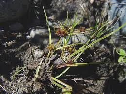Image result for Cyperus squarrosus