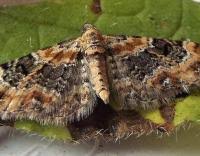Image result for Eupithecia pulchellata