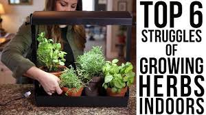 Perhaps the best led grow lights for herbs. Top 6 Struggles Of Growing Herbs Indoors W Solutions Garden Answer Youtube