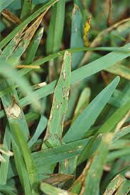 Keeping the turf green and lush requires weekly maintenance to optimize the growing conditions and. Leaf Diseases Of Lawns Home Garden Information Center