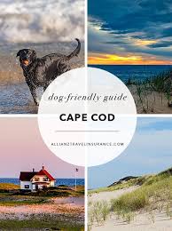 Birds Of Cape Cod National Seashore Dog Friendly Guide To Cape Cod National Seashore Dog Friendly Vacation Road Trip With Dog Cape Cod Beaches