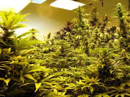 Best collections cartoon weed plant drawings. Which Room In The House Is Best For Growing Weed Grow Weed Easy