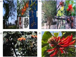 Image result for Erythrina sacleuxii