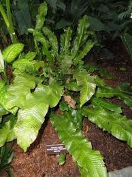 Maybe you would like to learn more about one of these? Crocodile Fern Plant To Keep The Plant Happy Water Whenever The Surface Of The Potting Mix Feels Slightly D Unusual Plants Crocodile Fern Care Crocodile Fern