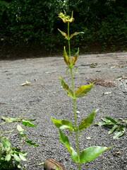 Image result for Virectaria major