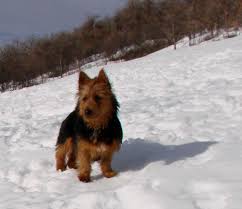 Join our community of paw lovers across the u.s. Ch New New Thing Lenny Australian Terrier Arista Australian Terriers