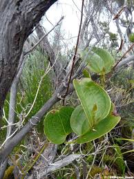 Image result for Smilax anceps