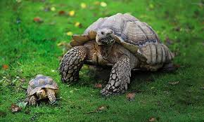 Why A Tortoise Is A Perfect Pet They Don T Need Walking Children Adore Them And They Ll Be With You For Generations But Before You Shell Out Read These Tortoise Tips Daily