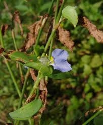 Image result for Commelina nyasensis