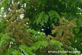 Image result for Erythrophleum