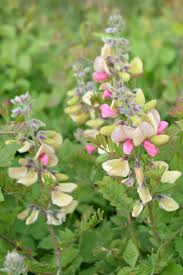 Image result for Tephrosia montana