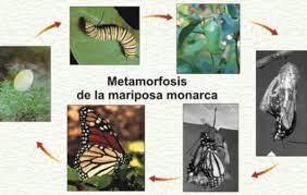 Mundo De Las Mariposas 2018