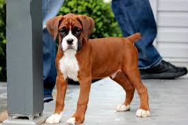 Folge deiner leidenschaft bei ebay! Boxer Puppies For Adoption The Y Guide