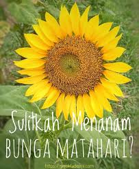 Mereka sangat tangguh dan akan tumbuh dalam bentuk tanah apapun selama tidak tergenang air. Sulitkah Menanam Bunga Matahari
