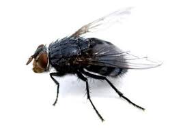 Pin By Damdam On Graphic Nature L Insects Animals