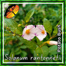 Image result for Lycianthes rantonnetii