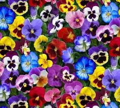 038m Stiefmutterchen Veilchen Viola Hornveilchen Etsy Pansies Flowers Pansies Purple Floral Fabric