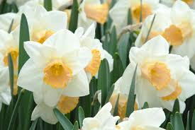 Pin On Daffodils By Dutchgrown Fall Planting For Spring Pleasure