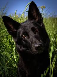 The black german shepherd is larger than the regular german shepherd and has a much straighter back. 7 Things You Didn T Know About The Black German Shepherd Animalso