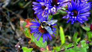 The two, with the support of the shelburne falls women's club and local volunteers, began renovations in 1929, and after some heavy weeding and many cartloads of fresh soil, the bridge of flowers was well on its way to becoming a rejuvenated thing of beauty. Bumble Bee New England Aster Fall Flowers Insects Bumble Bee New England Aster Hd Wallpaper Peakpx