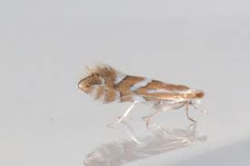 Image result for Phyllonorycter leucographellus