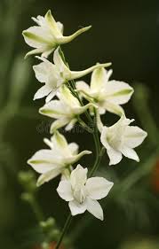 Larkspur Flowers Beautiful Flowers Of Larkspur Delphinium Belladona Aff Flowers Larkspur Beautiful Bellado Larkspur Flower Larkspur White Larkspur