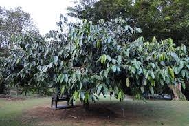 Image result for Garcinia pachyclada