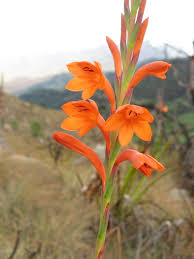 Image result for Gladiolus zimbabweensis