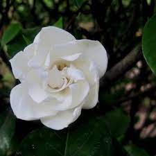 1800flowers� has you covered with flowers & gifts for any occasion. Flowers That Begin With G A To Z Flowers