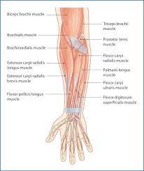 The arm muscles comprise five muscles, which mainly act to flex and extend the forearm. Anterior Forearm Basicmedical Key