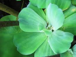 Gambar bunga matahari (sun flower) 21. Kapu Kapu Bunga Hijau Segar Yang Mengapung Nimadesriandani