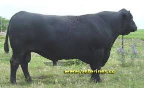 Angus Aberden Sigir Irki Www Veteriner Cc Veterinerler