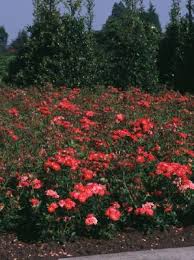 'caroline' is a cultivar of campanula glomerata (known by the common names clustered bellflower or dane's blood). Rosa Carefree Caroline Ivtahockey Concept Plants