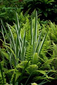 My Favorite Plant Combinations 38 Farne Garten Garten Pflanzen Hosta Garten