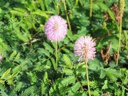 Image result for Microcharis spathulata