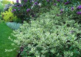 Image result for Cornus