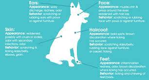 Seasonal Pet Allergies Dogs With Allergies Cats With Allergies