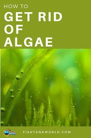 Algae is a green plant that grows on the surfaces of items and the glass your fish tank. Get Rid Of Algae Is A Common Problem Among Aquarists There Are Many Types Of Algae And Many Way To Get Rid Of Saltwater Fish Tanks Fish Tank Fish Tank Plants