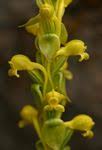 Image result for Satyrium flavum