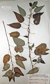 Image result for Acalypha polymorpha