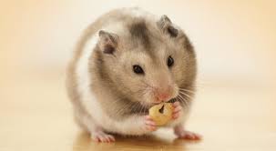 Different hamster species will have different lifespans. How Long Do Hamsters Live Lifespan Of Hamsters