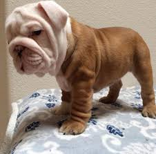 Olde english bulldog puppies availabl… we are a small family kennel in north central iowa devoted to breeding quality bulldogs. Akc English Bulldog Puppies For Sale In Salem Oregon Classified Americanlisted Com