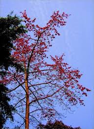 ảNH TRÊN MẠNG