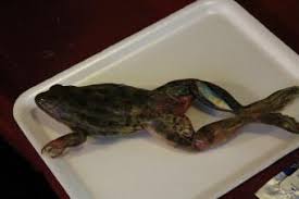 Frogs have long, strong back legs, with extra joints so they can fold up close to the body. How To Dissect A Frog Lovetoknow