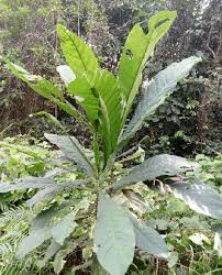 Image result for Anthocleista